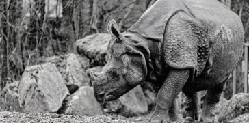 Foto: Tierpark Hellabrunn / Maria Fencik, Jan Saurer | © Foto: Tierpark Hellabrunn / Maria Fencik, Jan Saurer