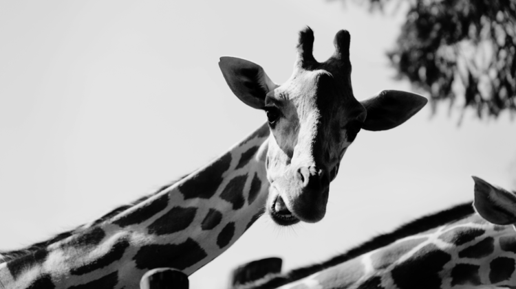 Foto: Tierpark Hellabrunn / Alina Siering/Melvin Alles | © Foto: Tierpark Hellabrunn / Alina Siering/Melvin Alles