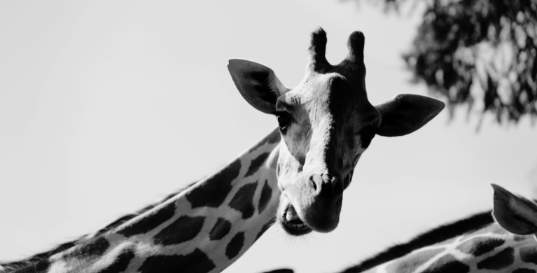 Foto: Tierpark Hellabrunn / Alina Siering/Melvin Alles | © Foto: Tierpark Hellabrunn / Alina Siering/Melvin Alles